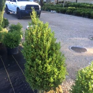 Buxus microphylla ‘John Baldwin’ – Small-leaved Boxwood – Chinese Box – Japanese Box – Korean Box get a quote