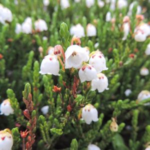 Cassiope mertensiana – White Heather – get a quote
