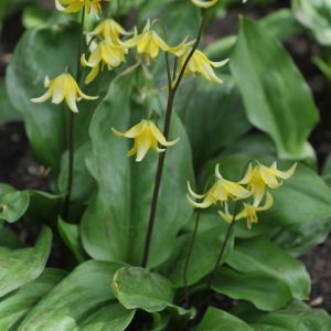 Erythronium ‘Pagoda’ – Dog’s-tooth Violet – Trout Lily – Fawn Lily – get a quote