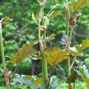 Rheum palmatum var. tanguticum – Chinese rhubarb – Rhubarb – get a quote