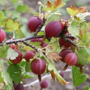 Ribes uva-crispa – Gooseberry – Ribes grossularia – European Gooseberry – Flowering Currant – Currant – get a quote