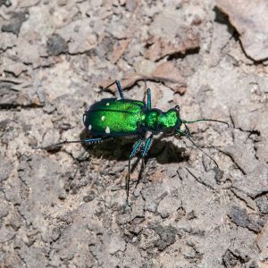 Tiger Beetle – Cicindela get a quote