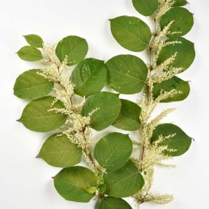 Fallopia japonica – Polygonum cuspidatum – Reynoutria japonica – Japanese Knotweed – Bilderdykia – Reynoutria – get a quote