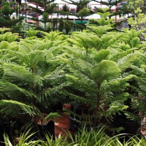 Araucaria heterophylla – Araucaria excelsa – Norfolk Island Pine – Araucaria excelsa of gardens – get a quote