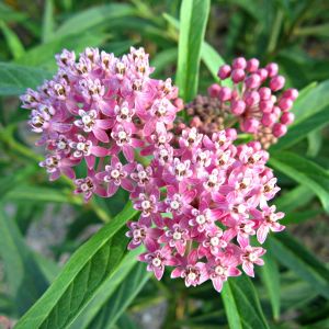 Asclepias syriaca – Common Milkweed – Milkweed – Silkweed get a quote