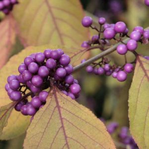 Callicarpa bodinieri ‘Profusion’ – Bodinier Beauty Berry – Beautyberry – get a quote