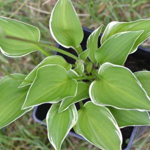 Hosta ‘Allan P McConnell’ – Plantain Lily ‘Allan P McConnell’ get a quote