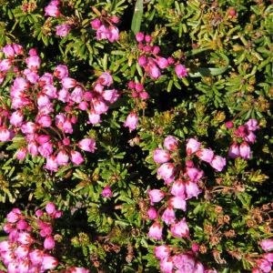 Kalmia microphylla – Kalmia polifolia var. microphylla – Alpine Laurel – Western Laurel – get a quote