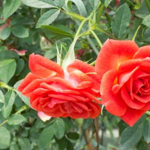 Rosa ‘Hot Tamale’ – Rose ‘Sunbird’ – Rose ‘Hot Tamale’ get a quote