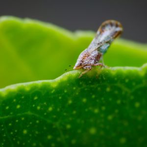 Asian Citrus Psyllid – Diaphornia citri get a quote