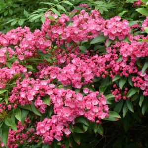 Kalmia l. ‘Pink Charm’ get a quote