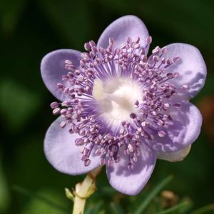 Deinanthe caerulea – get a quote