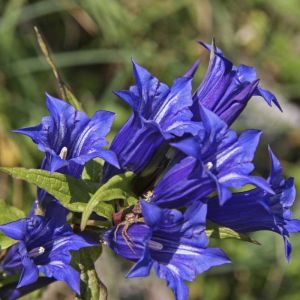 Gentiana asclepiadea – Willow Gentian – Gentian – get a quote