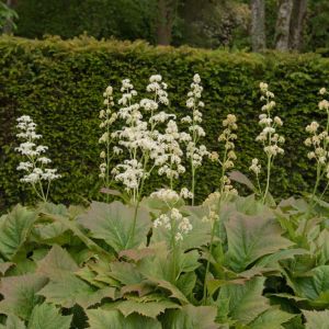 Rodgersia podophylla – Rodgersia japonica – get a quote