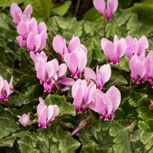 Cyclamen hederifolium – Cyclamen neapolitanum – Baby cyclamen – get a quote