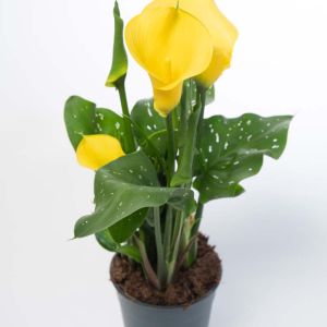 Zantedeschia ‘Aztec Gold’ – Calla Lily – Arum Lily – Pig Lily get a quote