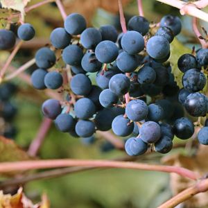 Vitis amurensis – Amur Grape – Grape get a quote