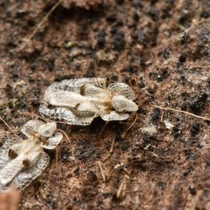 Sycamore Lace Bug – Corythuca ciliata get a quote