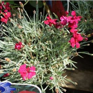 Dianthus allwoodi ‘Frosty Fire’ – Carnation get a quote