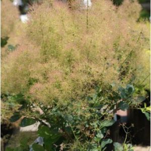 Cotinus ‘Young Lady’ – Smoke tree – get a quote