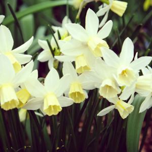 Narcissus ‘Sailboat’ – Daffodil ‘Sailboat’ get a quote