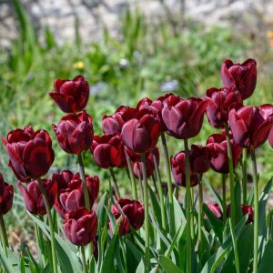 Tulipa ‘Jan Reus’  – Tulip ‘Jan Reus’ get a quote