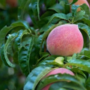 Prunus – Peach – Red Haven Peach tree get a quote