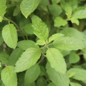 Basil – Holy Basil – herb get a quote