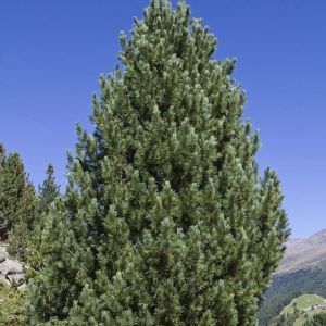 Pinus cembra – Arolla Pine – Swiss Stone Pine get a quote