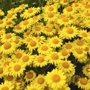 Anthemis tinctoria ‘Kelwayi’ – Golden Marguerite – Oxeye Chamomile – Dyer’s Chamomile ‘ get a quote