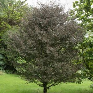 Fagus sylvatica ‘Rotundifolia’ – Common Beech – European Beech – Beech   – get a quote