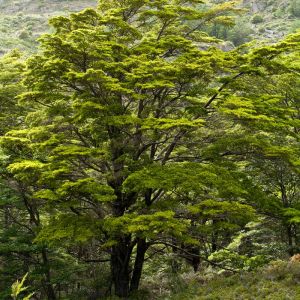 Nothofagus pumilio – Dwarf Chilean Beech – Lenga – Southern Beech – get a quote