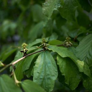 Parrotia persica – Persian Parrotia – Iron Tree – Persian Ironwood – Persian Witch Hazel – get a quote