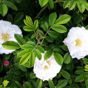 Rosa ‘Alba Semiplena’ – Rose x alba ‘Semiplena’ – get a quote