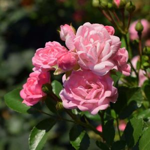 Rosa ‘Magic Carrousel’ – Rose ‘Magic Carrousel’ get a quote