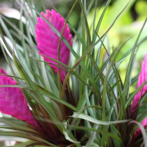 Tillandsia lindenii – Blue-flowered Torch – Air Plant – get a quote