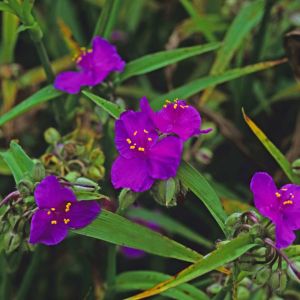 Tradescantia x andersoniana ‘Purple Dome’ – Rhoeo ‘ Setcreasea – Zebrina – Spiderwort get a quote