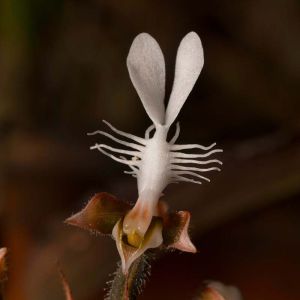 Anoectochilus – Jewel Orchids get a quote