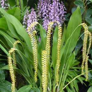 Dendrochilum – Golden Chain Orchid – Rice Orchids – Orchid get a quote