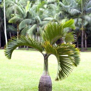 Bottle Tree Palm – Hyophorbe lagenicaulis get a quote