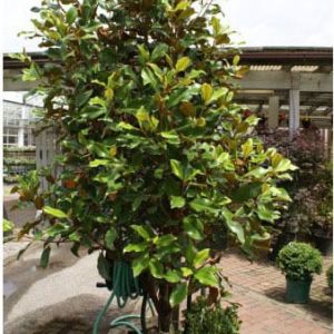 Magnolia ‘Bracken Beauty’ – Southern Magnolia – get a quote