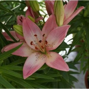 Lilium ‘Royal Delight’ – Lily get a quote