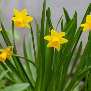 Narcissus ‘Tete a Tete – Daffodil ‘Tete a Tete’ get a quote