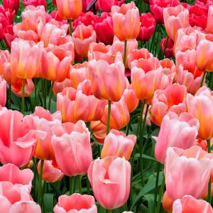 Tulipa ‘Menton’ – Tulip ‘Menton’ get a quote