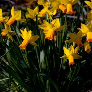 Narcissus ‘Jetfire’ – Daffodil ‘Jetfire’ get a quote