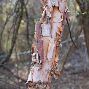 Betula nigra ‘Dura Heat’ – Birch get a quote
