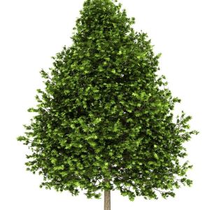 Liquidambar styraciflua – Sweetgum get a quote