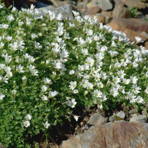Cerastium alpinum – Alpine Mouse-ear – get a quote