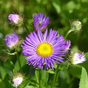 Erigeron ‘Dunkelste Aller’ – Erigeron ‘Darkest of All’ – Fleabane – get a quote