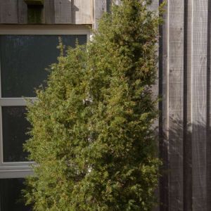 Juniperus communis ‘Hibernica’ – Juniperus communis ‘Stricta’  – Common Juniper – Sabina – Juniper get a quote
